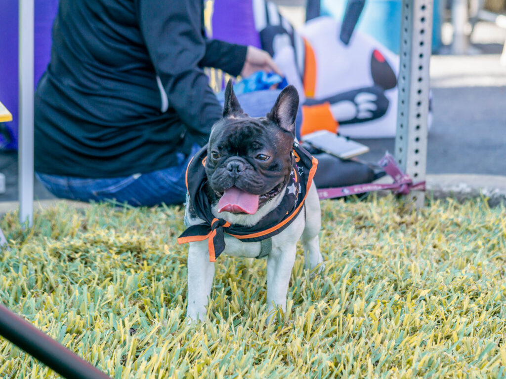 Petland Bulldog puppy in costume at 6th Annual Bow Wow Ween.