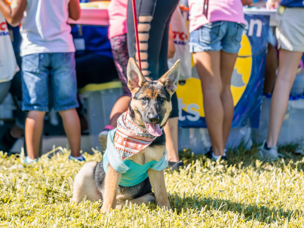 Petland puppy all dressed up at 6th Annual Bow Wow Ween.