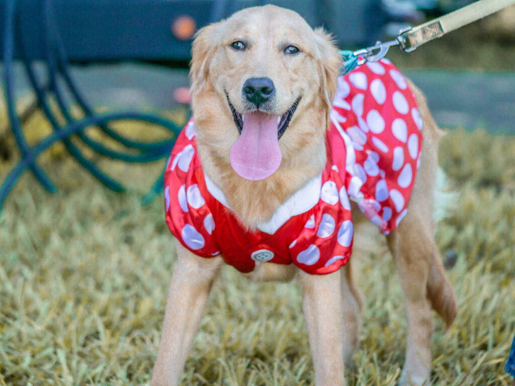 Petland puppy wearing a cute Halloween costume at the 6th Annual Bow Wow Ween.