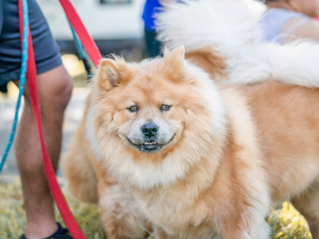 Cuddly Petland Pomeranian puppy at the 6th Annual Bow Wow Ween