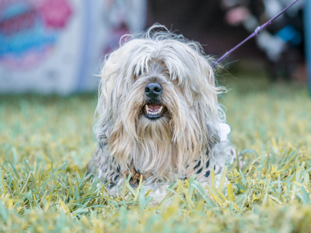 Fluffy Petland puppy smiling at the camera while at the 6th Annual Bow Wow Ween.