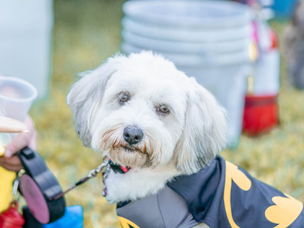 Cute Petland puppy with a Batman costume on and staring at the camera. while at the Bow Wow Ween.