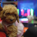 Petland_puppy_Pines_Day