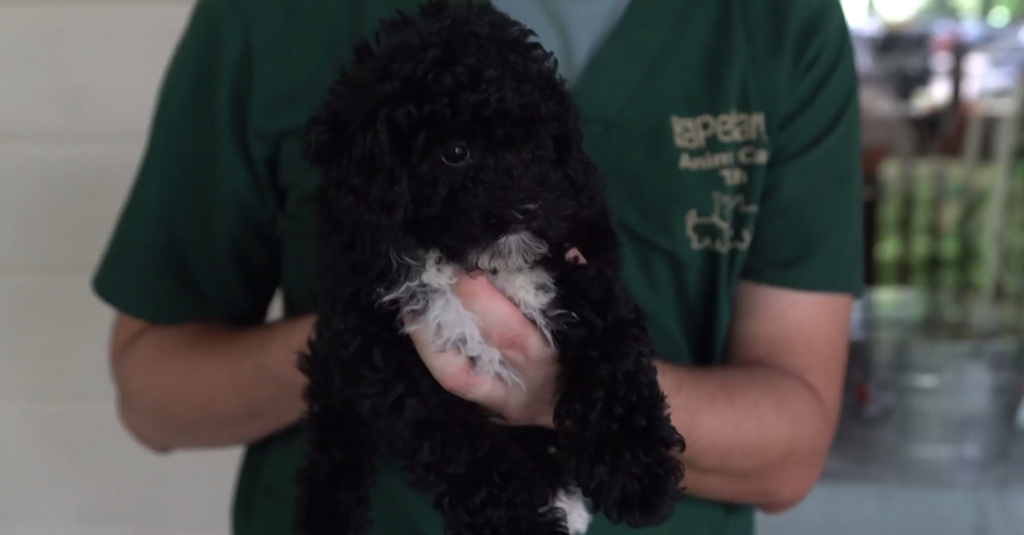 Petland picture of pet counselor holding a cute puppy while at Chambers Lunch.