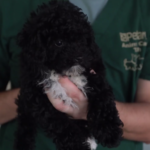 Petland picture of pet counselor holding a cute puppy while at Chambers Lunch.