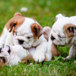 English Bulldog puppies playing in the grass.