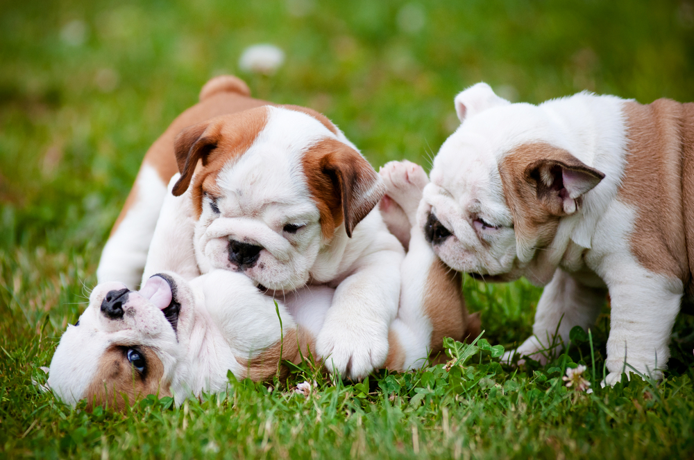 English Bulldog puppies playing in the grass.