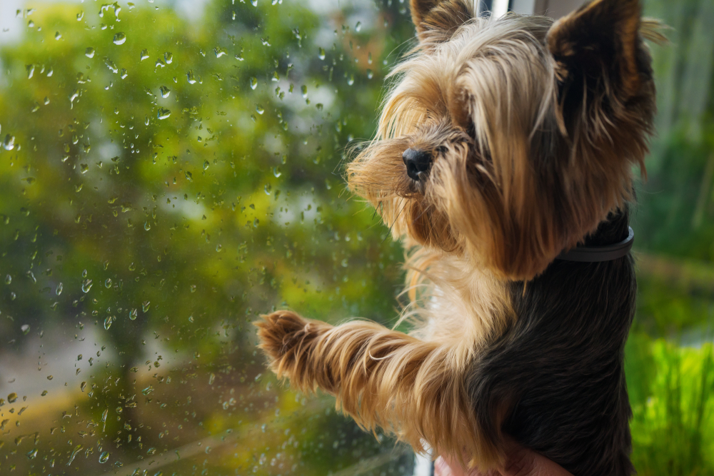 A cute Yorkie puppy looking out the window on a rainy day.