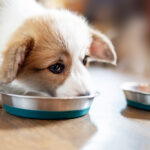 Petland picture of cute puppy eating food from a bowl.