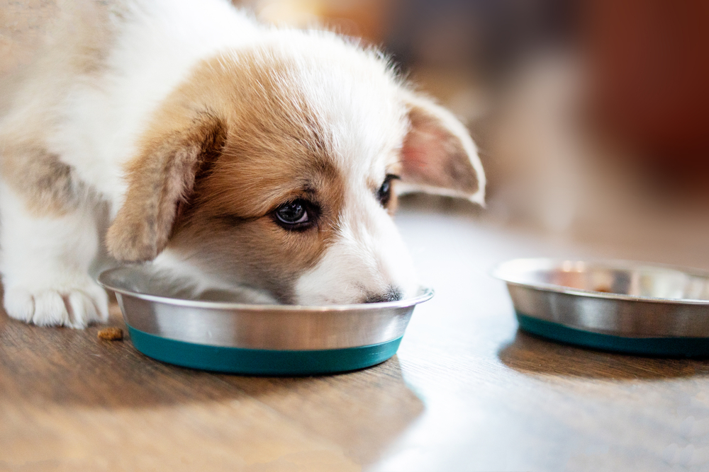 Petland picture of cute puppy eating food from a bowl.