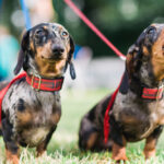 Petland_Florida_Puppy_barking_2