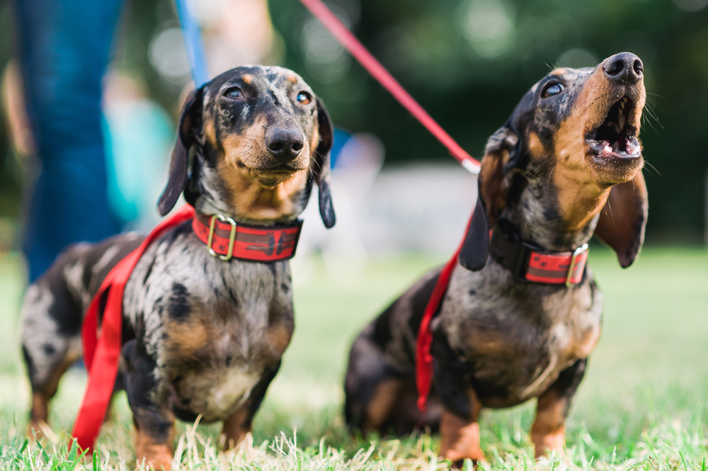 Petland_Florida_Puppy_barking_2