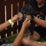 Petland_Florida_SOFLO_Battle_of-Champions