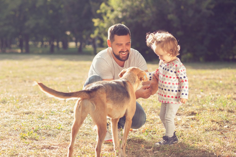 Petland picture of puppy, father, and child together in a field.