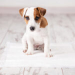 Petland Jack Russell Terrier puppy standing on a potty training pad in a room.