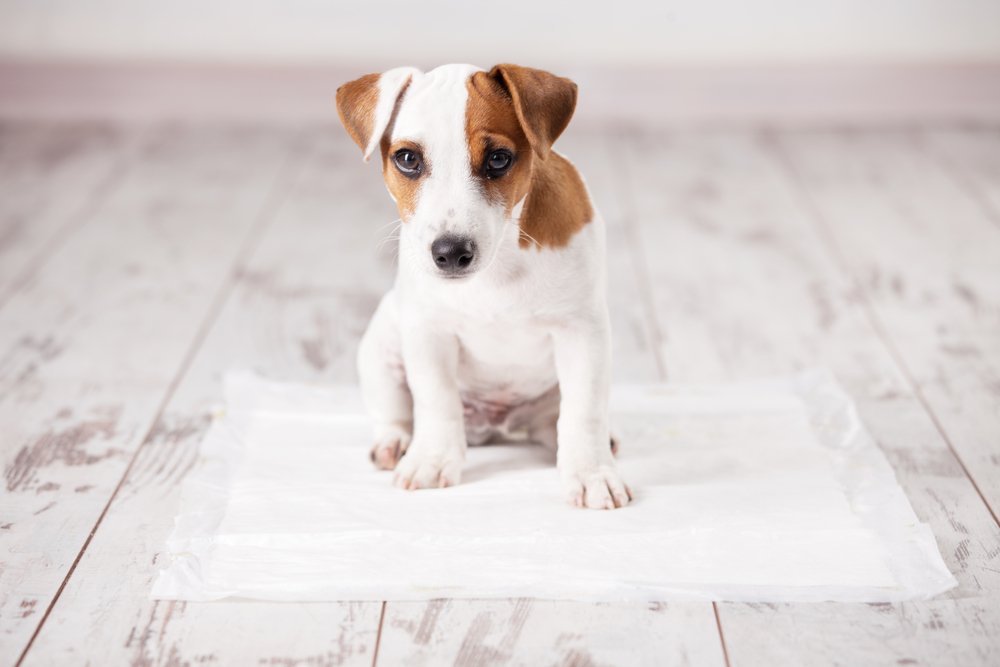 Petland Jack Russell Terrier puppy standing on a potty training pad in a room.