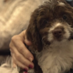 Petland Pembroke Pines picture of cute puppy looking into camera at Southwest Focal Point Senior Center.