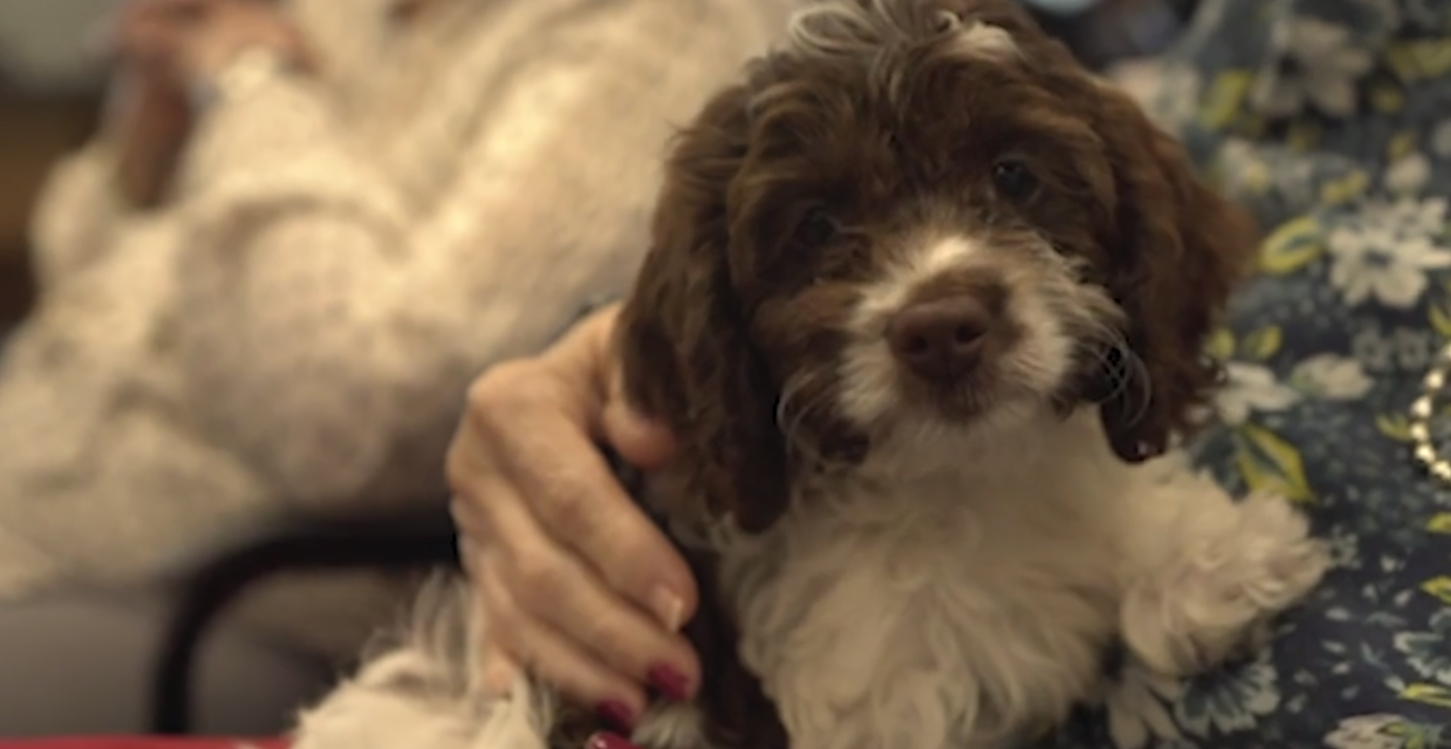 Petland Pembroke Pines picture of cute puppy looking into camera at Southwest Focal Point Senior Center.