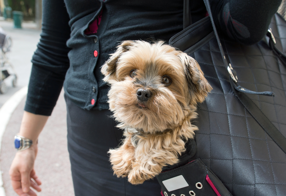 Petland Pembroke Pines picture of cute Yorkshire Terrier puppy inside a doggy purse of a woman.