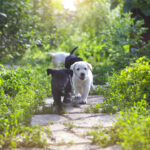 Petland Pembroke Pines picture of a cute Golden Retriever puppies running in the yard during the summer.