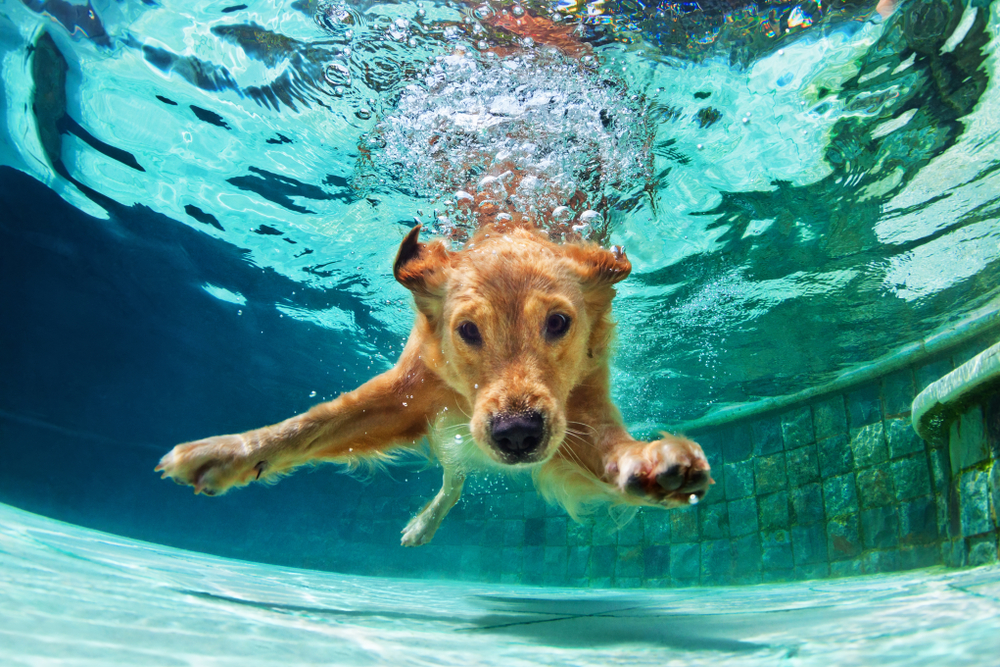 Petland Pembroke Pines picture of cute Golden Retriever puppy swimming underwater in the pool.
