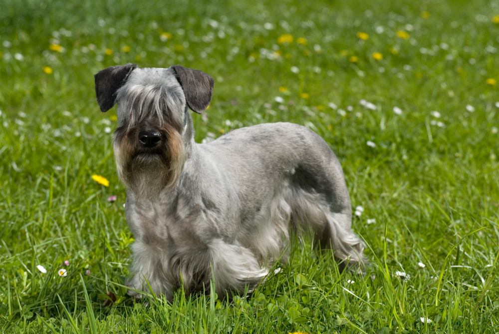 Petland Pembroke Pines picture of cute Cesky terrier puppy standing in a flower meadow.