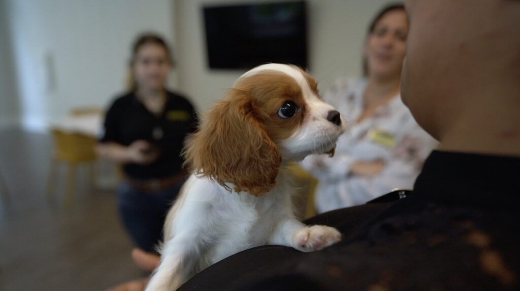 Petland Pembroke Pines picture of Cavalier King Charles Spaniel kissing patient at Allegro Senior Center.