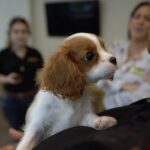 Petland Pembroke Pines picture of Cavalier King Charles Spaniel kissing patient at Allegro Senior Center.