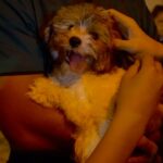 Petland Pembroke Pines picture of cute puppy being carried by a pet counselor.