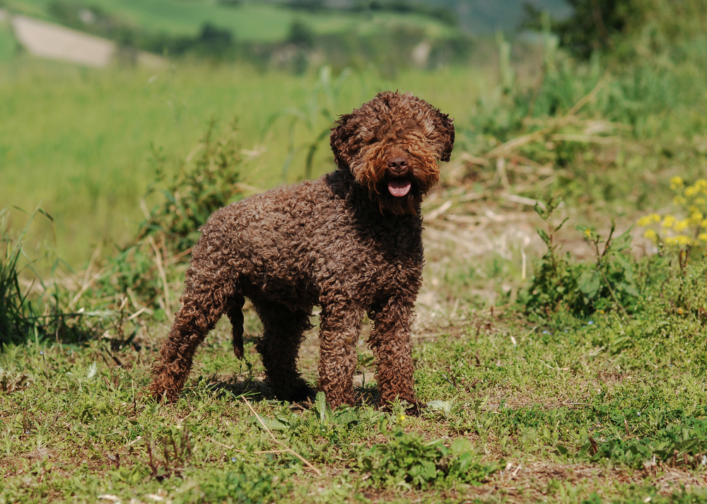 Petland Pembroke Pines picture of Lagotto Romagnolo dog outside.