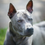 Petland Pembroke Pines picture of beautiful Thai Ridgeback puppy outside.