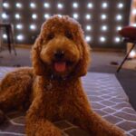 Petland Pembroke Pines picture of cute Goldendoodle puppy at the Refuge Student Ministry.