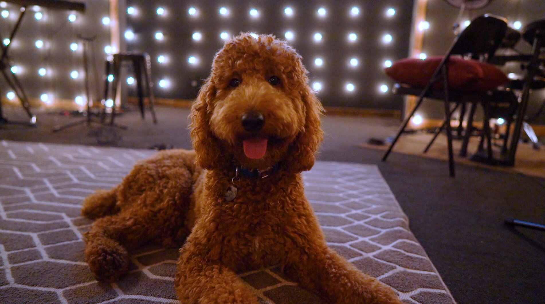 Petland Pembroke Pines picture of cute Goldendoodle puppy at the Refuge Student Ministry.