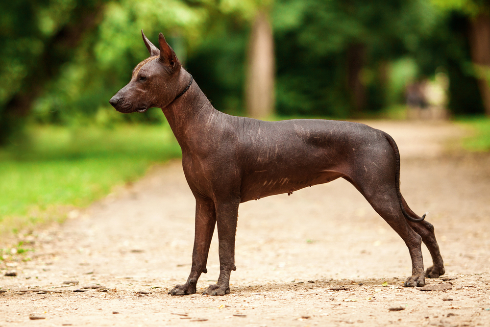 Petland Pembroke Pines picture of Xoloitzcuintli puppy standing outdoors on ground with green grass and trees in background.