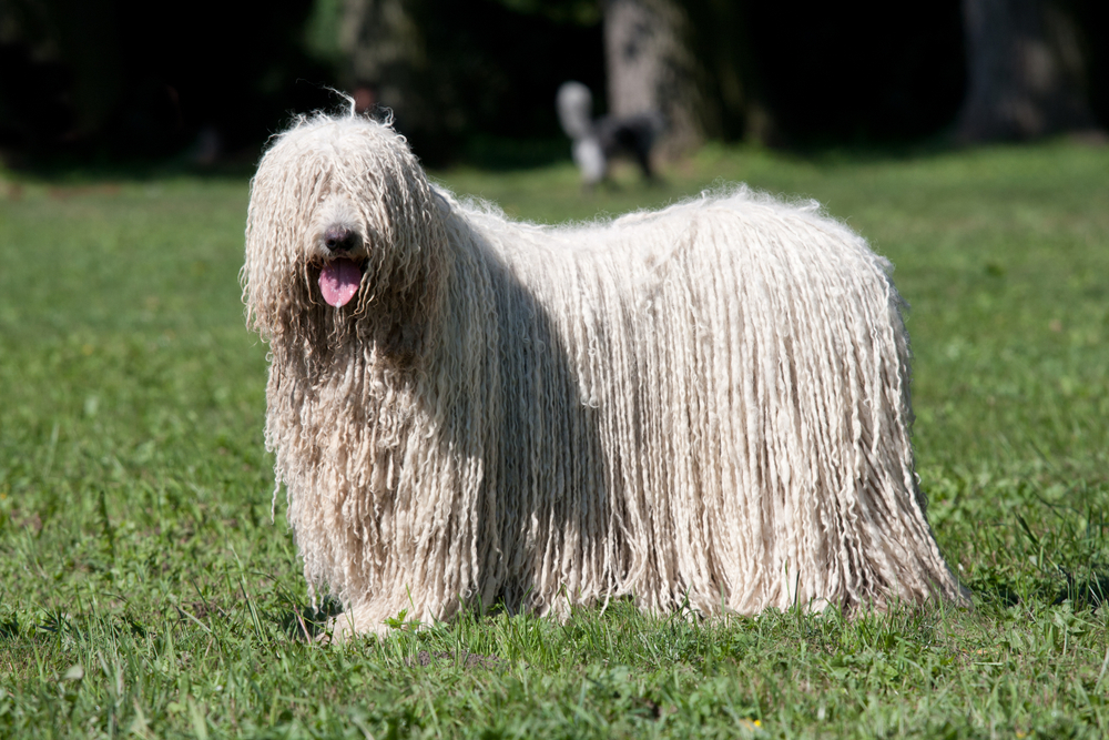 Petland Pembroke Pines picture of beautiful Komondor (Hungarian sheepdog) puppy posing in the park.