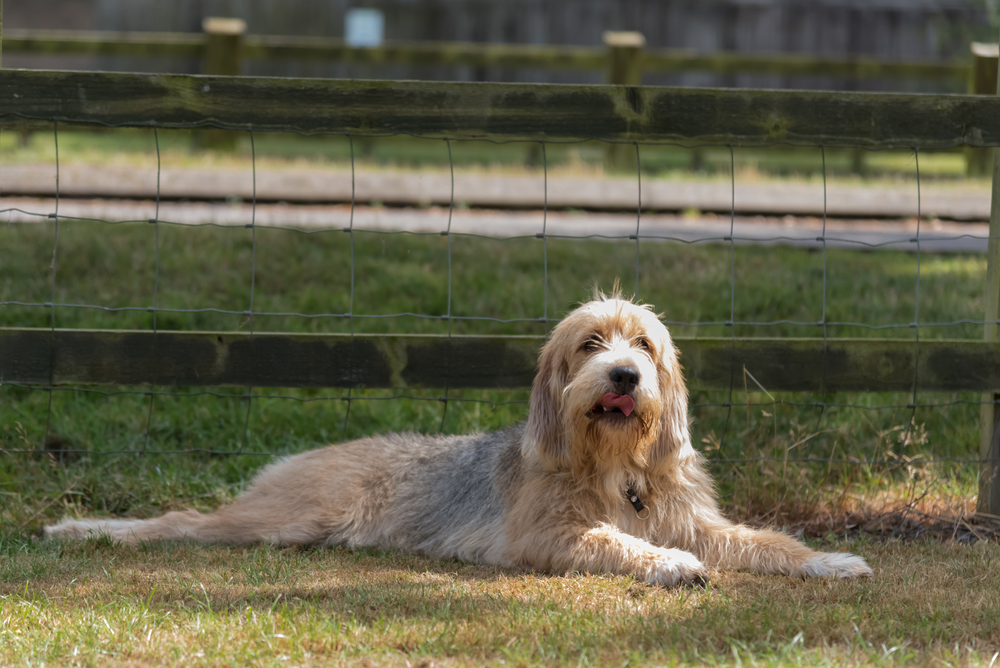 Petland Pembroke Pines picture of cute Otterhound puppy lying in a field in front of a fence.