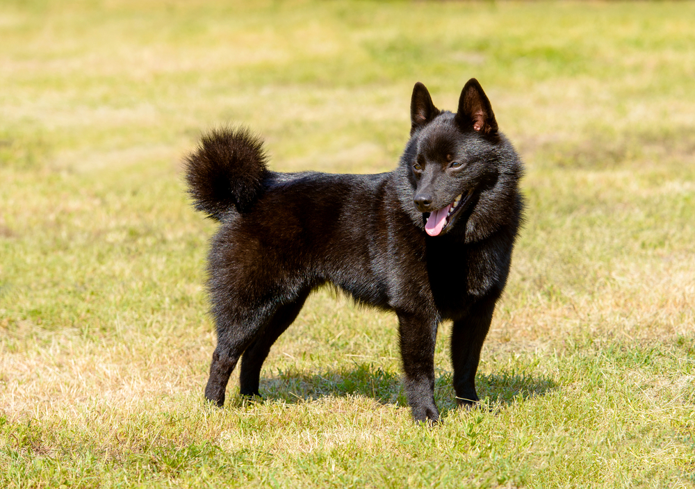 Petland Pembroke Pines picture of Schipperke puppy standing on the grass.