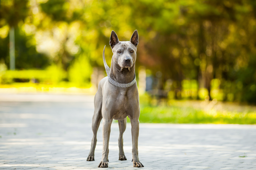 Petland Pembroke Pines picture of beautiful Thai Ridgeback dog outside. 