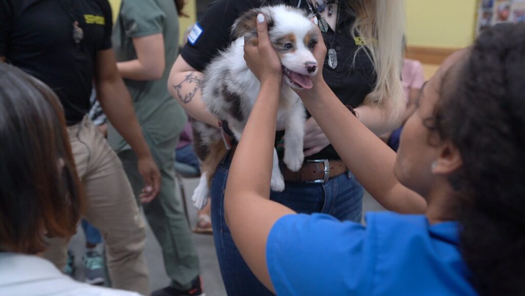 Petland Pembroke Pines picture of cute puppy being cuddled by patient at Southwest Focal Point Senior Center.