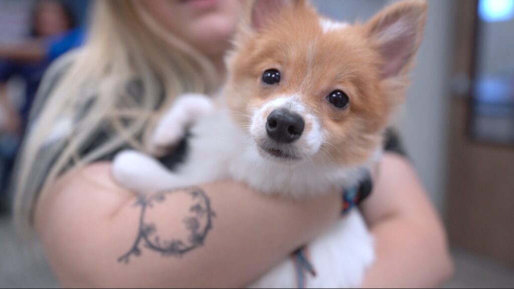 Petland Pembroke Pines picture of cute puppy staring at the camera in Memorial Adult Day Care.