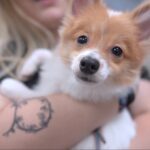 Petland Pembroke Pines picture of cute puppy staring at the camera in Memorial Adult Day Care.