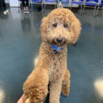 Petland Pembroke Pines picture of Jax the Goldendoodle with his paw on someone's hand.