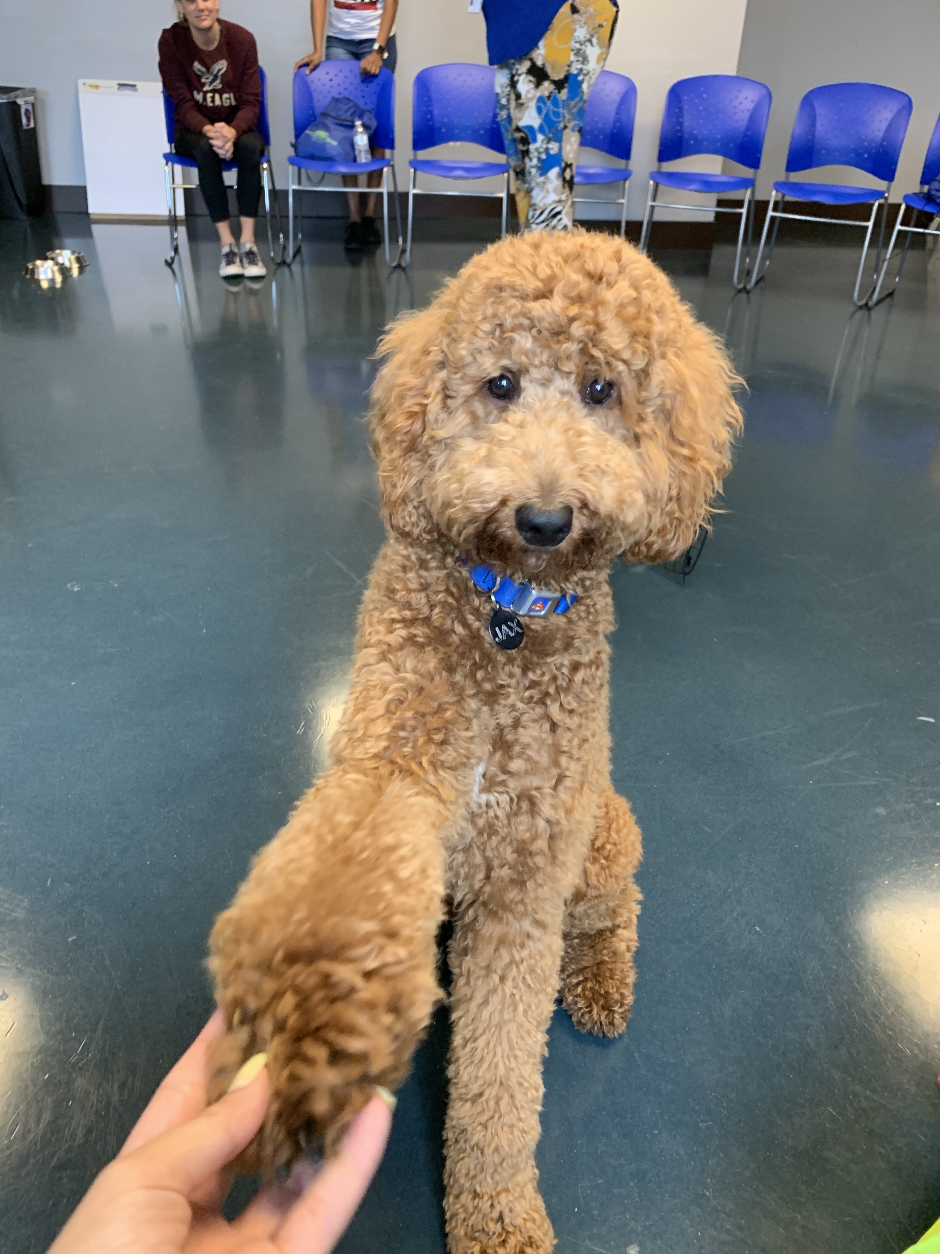 Petland Pembroke Pines picture of Jax the Goldendoodle with his paw on someone's hand.