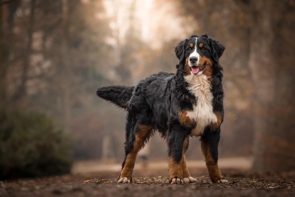 Petland Pembroke Pines picture of adorable Bernese Mountain Dog standing on park path.