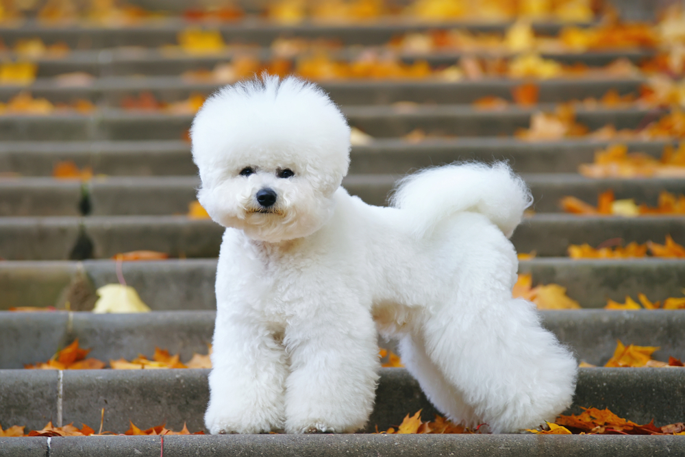 Petland Pembroke Pines picture of cute Bichon Frise dog with a stylish haircut standing on the stairs in a park in autumn.
