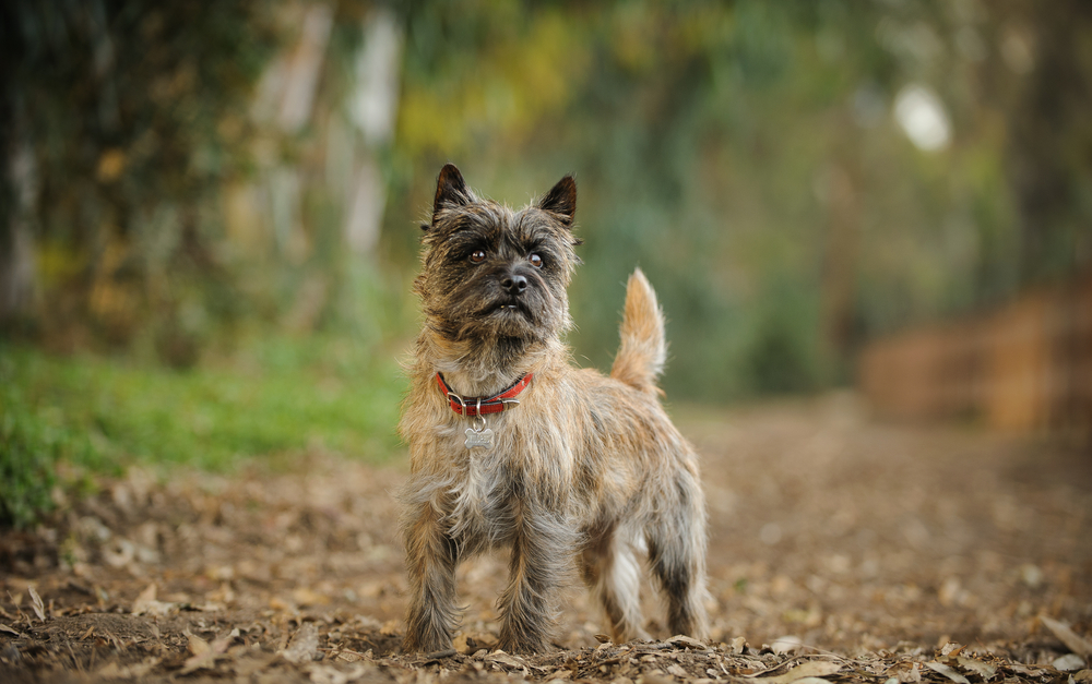 Petland Pembroke Pines picture of cute Cairn Terrier standing in forest.