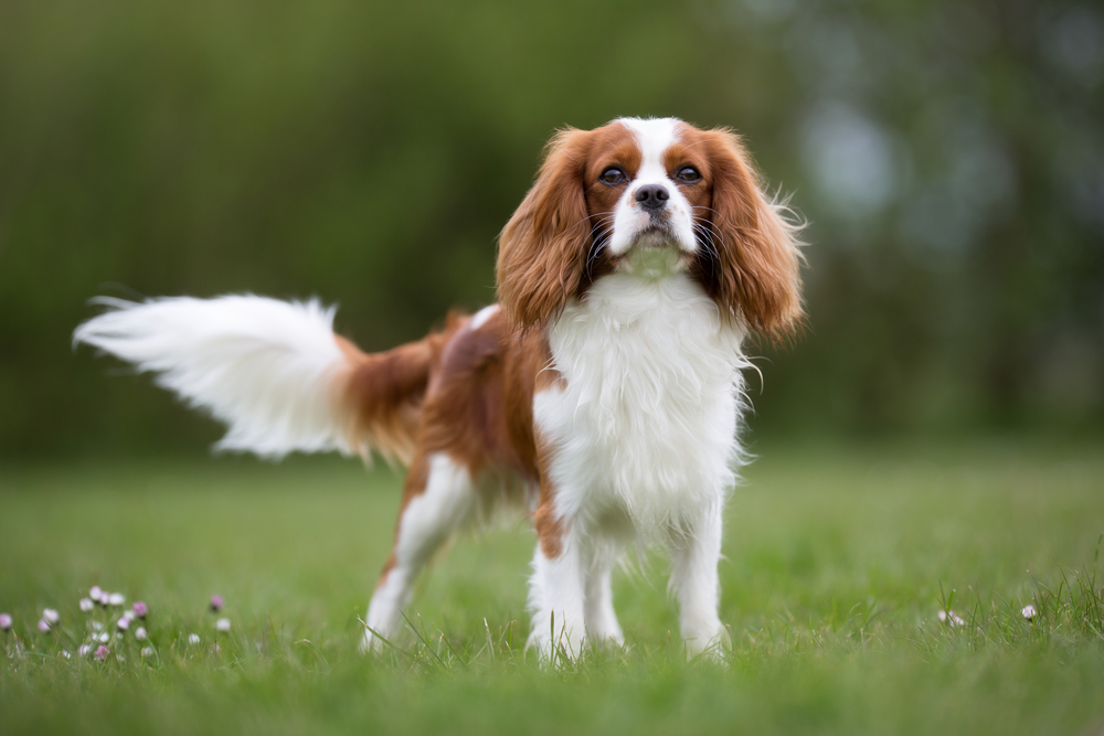 Petland Pembroke Pines picture of a cute Cavalier King Charles Spaniel dog standing in a field on a sunny day.