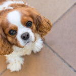 Petland Pembroke Pines picture of cute Cavalier King Charles Spaniel puppy looking up at camera.