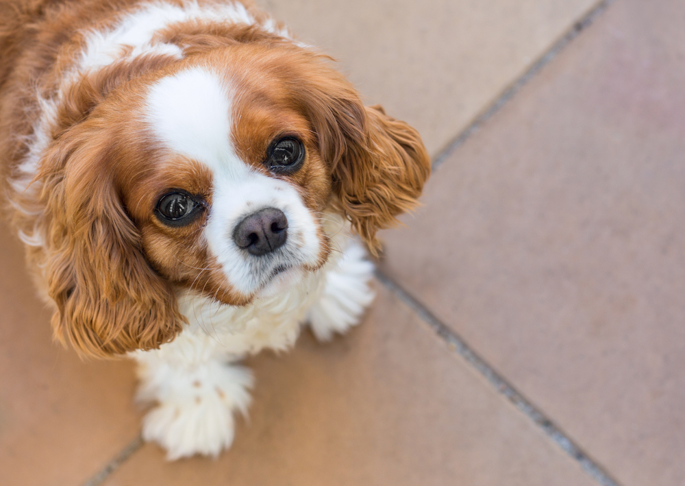 Petland Pembroke Pines picture of cute Cavalier King Charles Spaniel puppy looking up at camera.