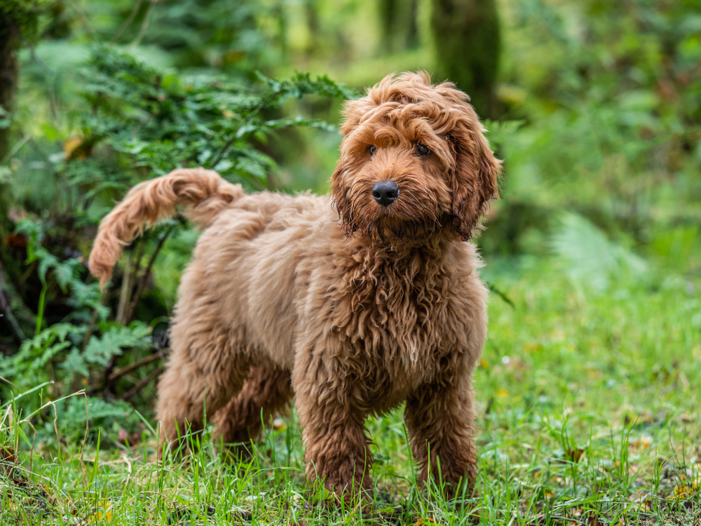 Petland Pembroke Pines picture of a cute Cockapoo puppy standing around trees in a local forest.
